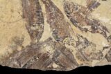 Fossil Fish (Gosiutichthys) Mortality Plate - Lake Gosiute #87805-1